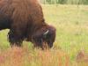 PICTURES/Wind Cave National Park/t_Buffalo5.JPG